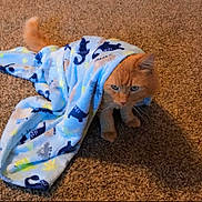 Finley Foster Olguin is registered to the contest to win money with this photo: cat, orange_cat, blanket, fleece_blanket, carpet, indoor, pet, feline, paws, whiskers, tail, blue, pattern, cozy, sitting, portrait, expression_grumpy, fur, home, mammal