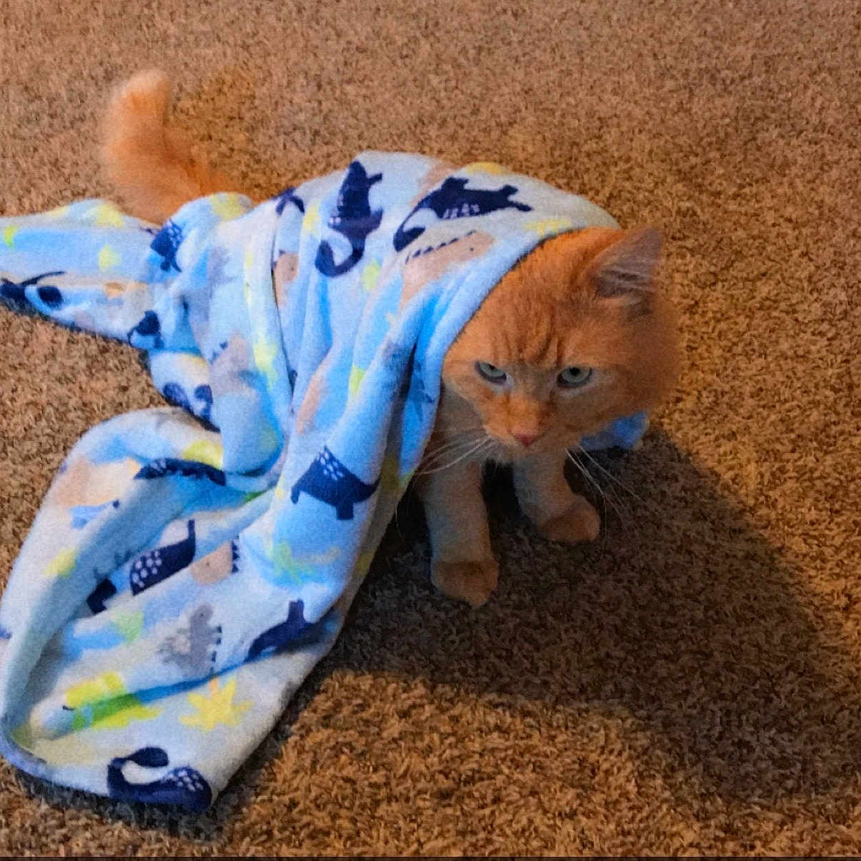 Finley Foster Olguin is registered to the contest to win money with this photo: blanket, blue, carpet, cat, cozy, expression_grumpy, feline, fleece_blanket, fur, home, indoor, mammal, orange_cat, pattern, paws, pet, portrait, sitting, tail, whiskers