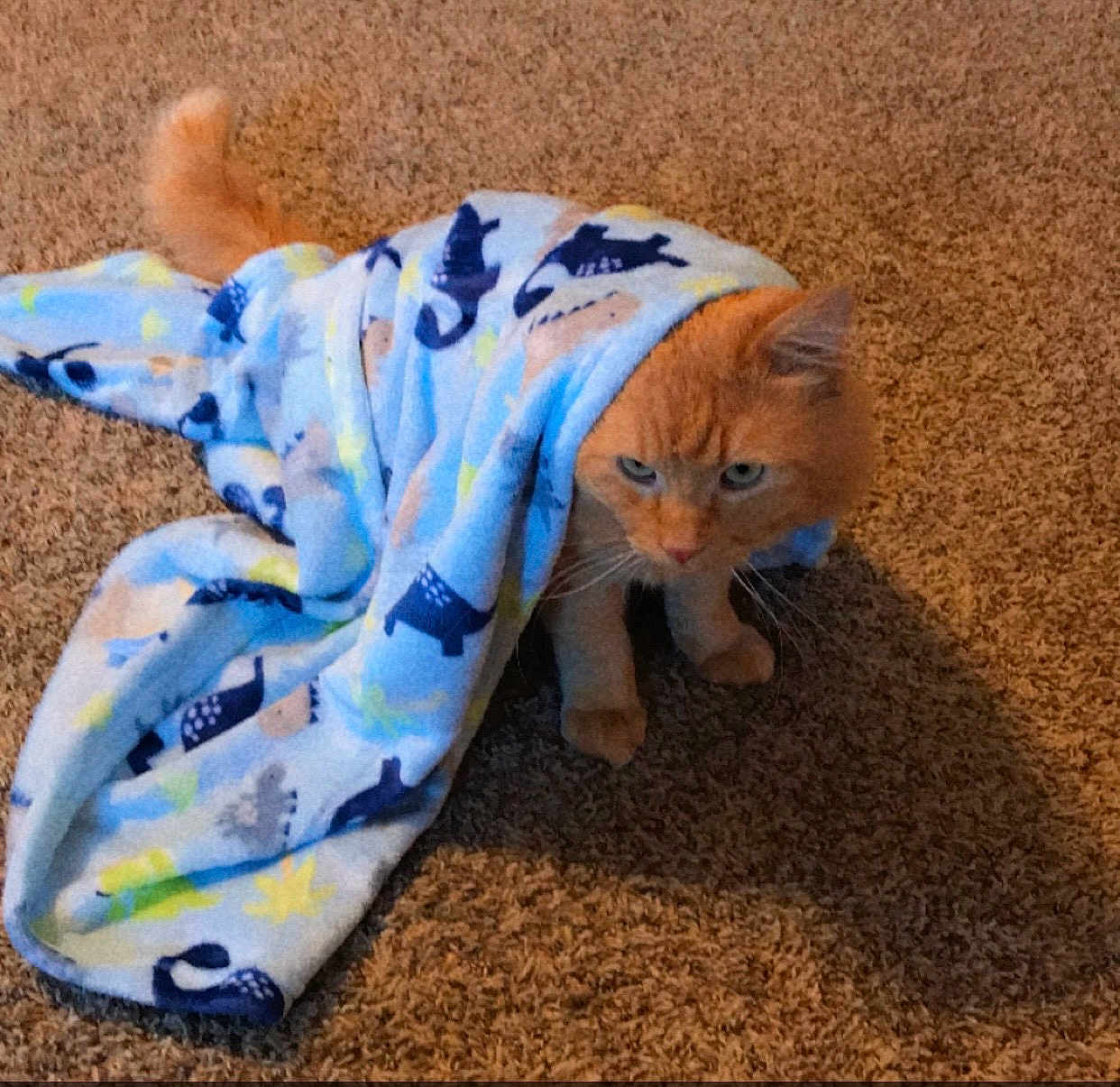 Finley Foster Olguin is registered to the contest to win money with this photo: cat, orange_cat, blanket, fleece_blanket, carpet, indoor, pet, feline, paws, whiskers, tail, blue, pattern, cozy, sitting, portrait, expression_grumpy, fur, home, mammal