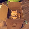 Finley Foster Olguin is registered to the contest to win money with this photo: box, cardboard, cardboard_box, cat, cat_food_bowl, cat_toy, couch, cozy, fluffy, ginger_cat, green_tunnel, hardwood_floor, indoor, living_room, orange_cat, pet, playful, portrait, sitting, whiskers