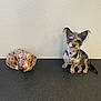 Nikko is registered to the contest to win money with this photo: dog, pets, indoor, floor, wall, small_dog, curled_up, sitting, ears, fur, brown, black, gray, cute, animal, companions, looking, portrait, two_dogs, relaxed