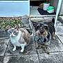 cat, dog, outdoor, patio, bow_tie, blue_eyes, curious, pavement, plant, pot, door, cushion, cord, stone, fence, pet, animal, mammal, companion, cute