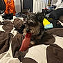 Nikko joined the competition — help win amazing prizes! dog, toy, bed, blanket, clothes, person, orange_shorts, indoor, lamp, door, fan, casual, scruffy, pet, relaxed, home, comfort, brown, white, black