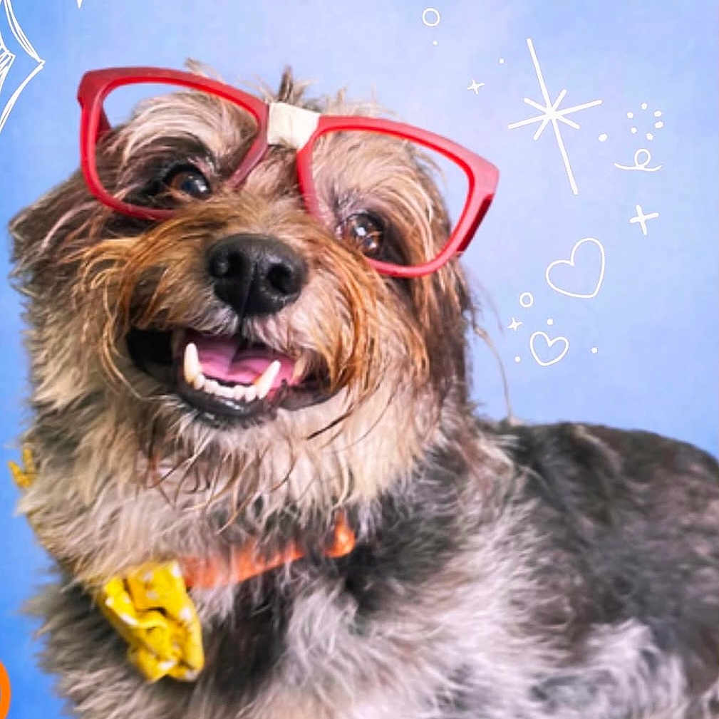 Nikko joined the competition — help win amazing prizes! accessory, black_nose, blue_background, brown_fur, close_up, cute, dog, doodles, funny, glasses, happy, hearts, pet, portrait, scruffy, smiling, stars, teeth, tongue, yellow_bow_tie