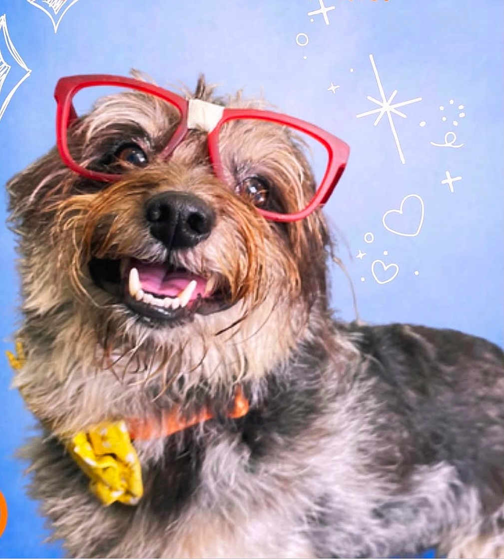Nikko joined the competition — help win amazing prizes! dog, glasses, smiling, yellow_bow_tie, scruffy, brown_fur, black_nose, teeth, tongue, blue_background, doodles, hearts, stars, portrait, happy, pet, cute, close_up, accessory, funny