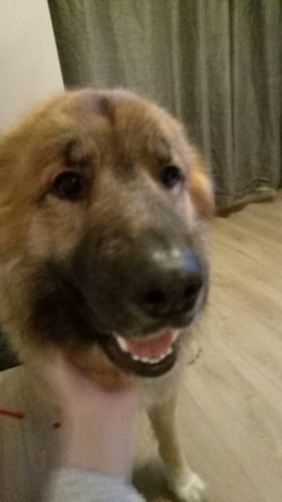 Floki is registered to the contest to win money with this photo: canidae, carnivore, companion_dog, dog, dog_breed, fawn, flooring, fur, hardwood, paw, pet_supply, selfie, snout, sporting_group, terrestrial_animal, varnish, whiskers, wood, working_animal