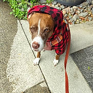 Brownie joined the competition — help win amazing prizes! dog, hoodie, red_and_black, leash, outdoor, concrete, plants, barrel, rocks, sidewalk, pet, canine, brown, white_paws, expression, looking_up, casual_clothing, nature, garden, daylight