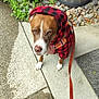 dog, hoodie, red_and_black, leash, outdoor, concrete, plants, barrel, rocks, sidewalk, pet, canine, brown, white_paws, expression, looking_up, casual_clothing, nature, garden, daylight