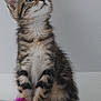 kitten, tabby, cat, pet, animal, toy, feathers, curious, sitting, indoor, feline, young, striped, whiskers, cute, playful, fur, looking_up, small, domestic