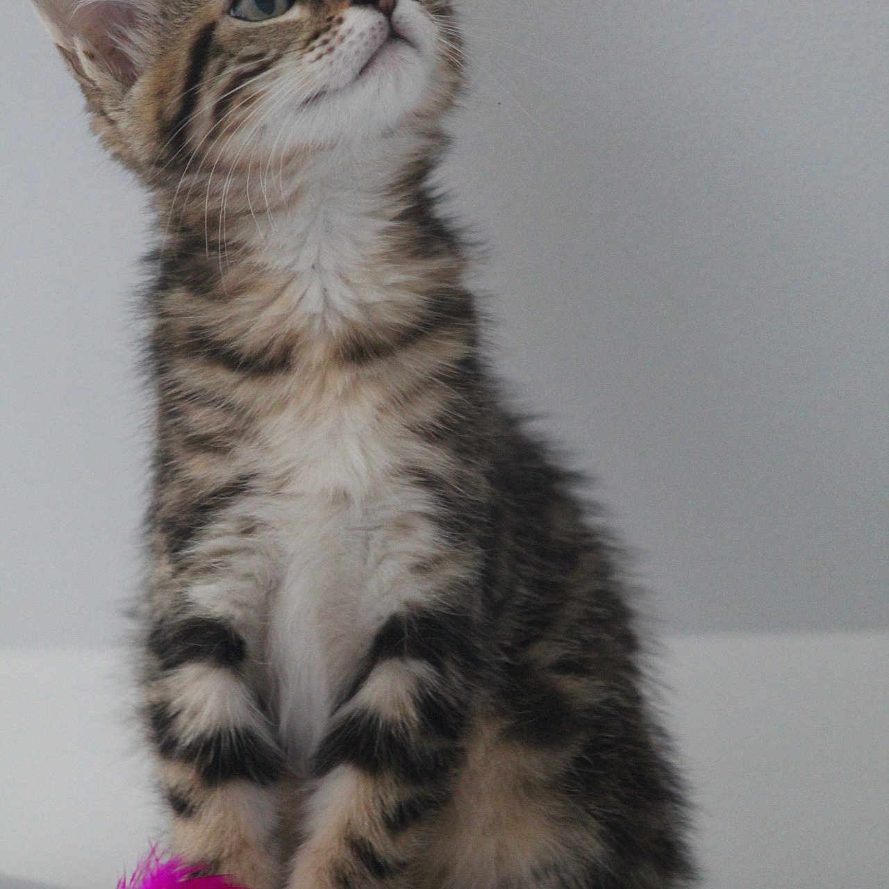 Athena a rejoint le concours — aidez-le/la à gagner de superbes lots ! animal, cat, curious, cute, domestic, feathers, feline, fur, indoor, kitten, looking_up, pet, playful, sitting, small, striped, tabby, toy, whiskers, young