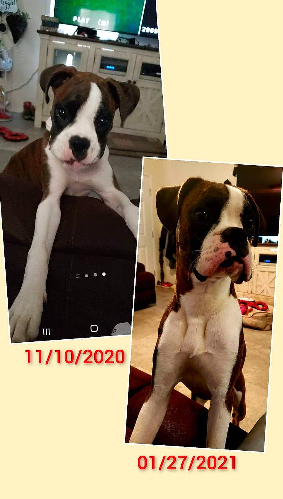 Bailee is registered to the contest to win money with this photo: art, carnivore, collar, companion_dog, dog, dog_breed, dog_collar, fawn, formal_wear, houseplant, mammal, pet_supply, photograph, selfie, snout, sporting_group, tie, vertebrate, window, working_animal