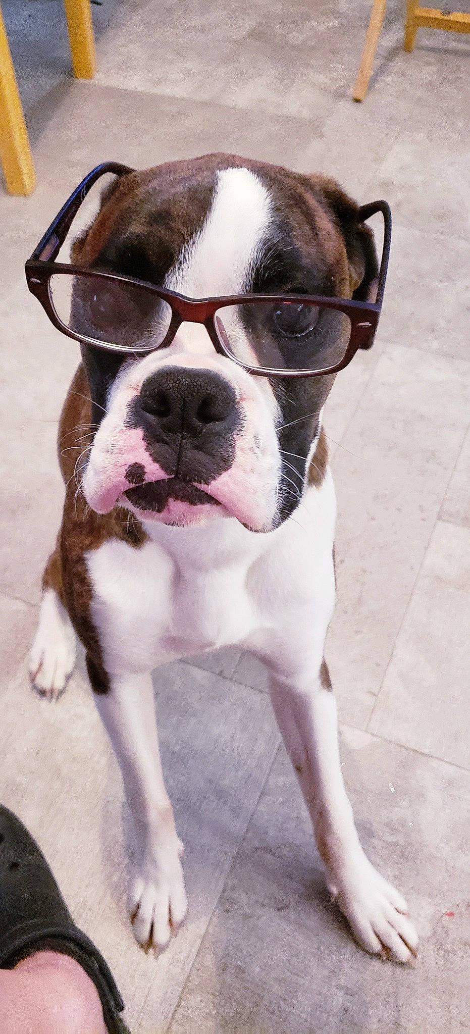 Bailee joined the competition — help win amazing prizes! ancient_dog_breeds, boston_terrier, canidae, carnivore, collar, companion_dog, dog, dog_breed, dog_collar, ear, eyewear, fawn, fur, non_sporting_group, snout, sporting_group, whiskers, working_animal, working_dog, wrinkle