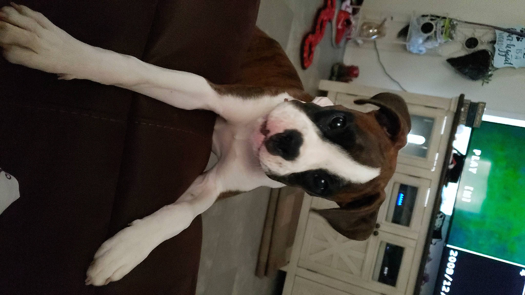 Bailee joined the competition — help win amazing prizes! canidae, carnivore, collar, companion_dog, dog, dog_breed, door, fang, fawn, fur, kitchen_appliance, non_sporting_group, paw, sporting_group, tail, working_animal, working_dog, wrist