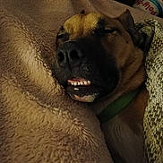 Duke is registered to the contest to win money with this photo: animal, blanket, canine, closeup, comfort, companion, cozy, cute, dog, fur, home, indoors, pet, relaxed, resting, sleeping, smile, snuggle, teeth, warm