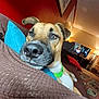 Duke is registered to the contest to win money with this photo: blanket, blue, brown, carpet, closeup, collar, couch, cozy, dog, furniture, home, indoor, lamp, living_room, pet, pillow, relaxing, resting, television, wall_art