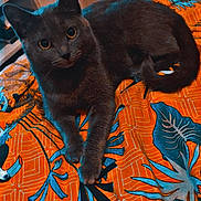 Nina participe au concours pour gagner de l'argent avec cette photo : animal, blanket, blue, cat, cozy, curious, domestic, ears, eyes, floor, furniture, gray_cat, indoor, orange, patterned_blanket, paws, pet, relaxed, tail, whiskers