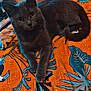 animal, blanket, blue, cat, cozy, curious, domestic, ears, eyes, floor, furniture, gray_cat, indoor, orange, patterned_blanket, paws, pet, relaxed, tail, whiskers