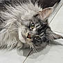 cat, fluffy, gray, white, green_eyes, lying_down, floor, tile, pet, whiskers, close_up, indoor, relaxed, cute, animal, feline, portrait, looking_at_camera, soft_fur, domestic_cat
