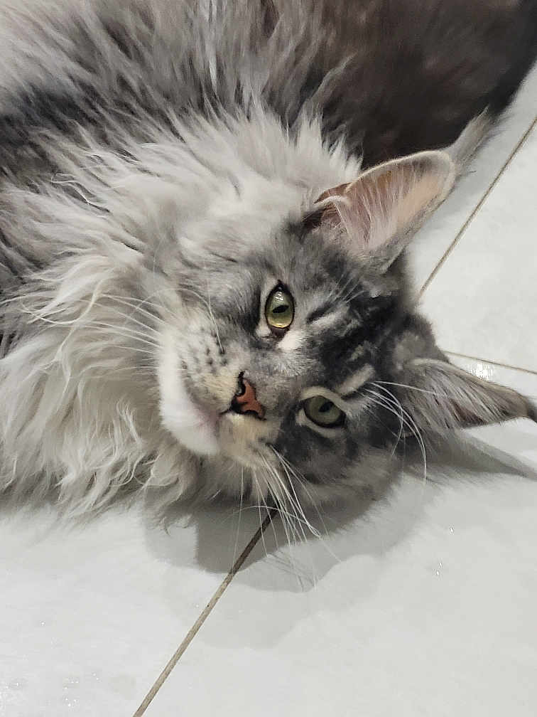 Nell a rejoint le concours — aidez-le/la à gagner de superbes lots ! cat, fluffy, gray, white, green_eyes, lying_down, floor, tile, pet, whiskers, close_up, indoor, relaxed, cute, animal, feline, portrait, looking_at_camera, soft_fur, domestic_cat
