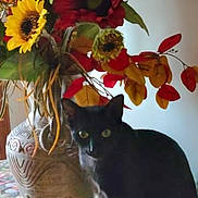Hamish Macbeth joined the competition — help win amazing prizes! black_cat, vase, artificial_flowers, sunflowers, autumn_leaves, indoor, table, decor, plant, pet, feline, animal, still_life, colorful, ornate, curious, quiet, cozy, shadow, green_eyes