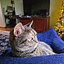 cat, tabby_cat, blue_eyes, blanket, indoor, living_room, television, furniture, christmas_tree, holiday_lights, cozy, pet, animal, whiskers, fur, relaxing, side_view, domestic_cat, home, comfort
