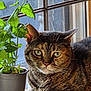 Willow is registered to the contest to win money with this photo: cat, tabby_cat, plant, potted_plant, windowsill, window, green_leaves, indoor, pet, feline, fur, animal, domestic_animal, leaf, nature, closeup, resting, eyes, whiskers, cute