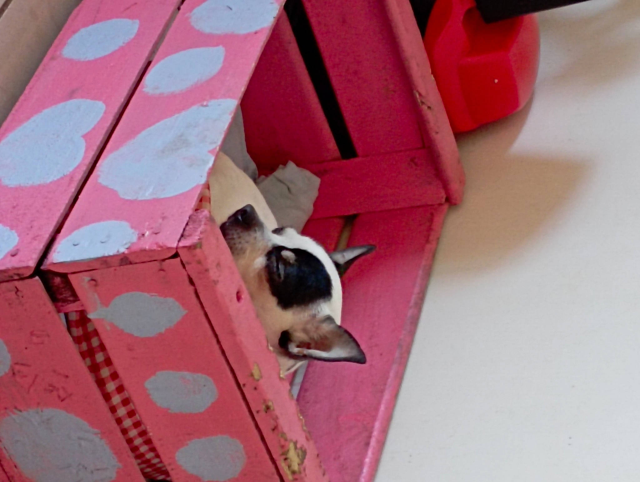 Lina a rejoint le concours — aidez-le/la à gagner de superbes lots ! box, carmine, carnivore, companion_dog, dog, dog_breed, fawn, magenta, mammal, material_property, packaging_and_labeling, paper_product, pattern, pet_supply, pink, red, room, vertebrate, wood, working_animal