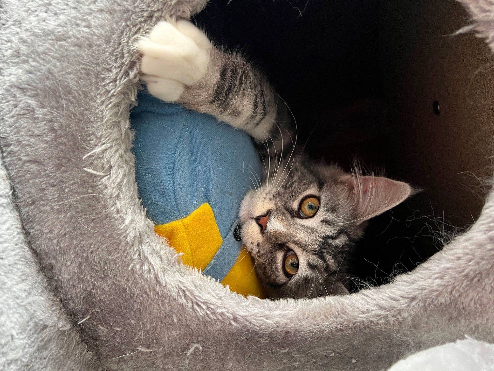 Socrate a rejoint le concours — aidez-le/la à gagner de superbes lots ! bored, carnivore, cat, cat_supply, claw, comfort, domestic_short_haired_cat, door, ear, felidae, fur, grey, plant, small_to_medium_sized_cats, snout, tail, terrestrial_animal, whiskers, wildlife