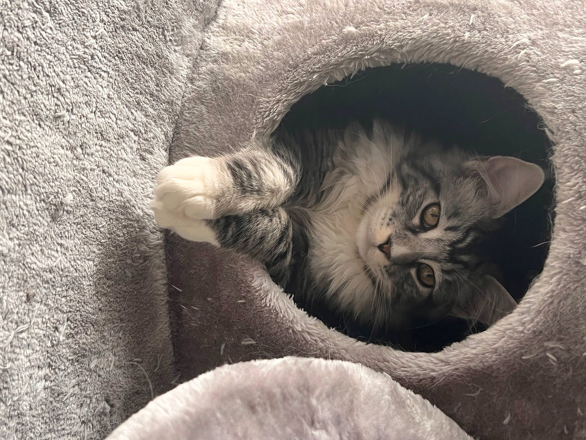 Socrate a rejoint le concours — aidez-le/la à gagner de superbes lots ! bored, carnivore, cat, close_up, comfort, felidae, fur, grey, monochrome, monochrome_photography, organism, paw, sand, small_to_medium_sized_cats, snout, still_life_photography, style, terrestrial_animal, tints_and_shades, whiskers