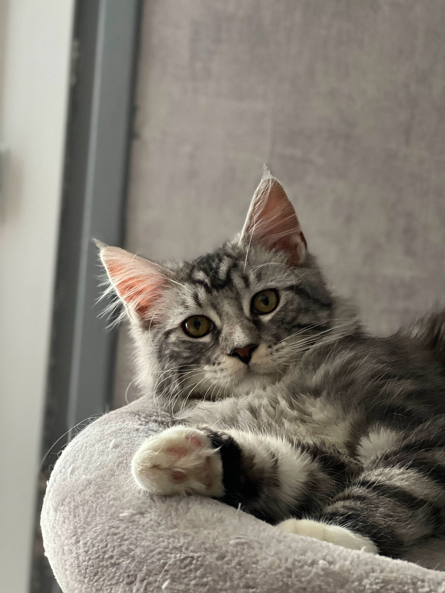 Socrate participe au concours pour gagner de l'argent avec cette photo : carnivore, cat, claw, comfort, domestic_short_haired_cat, door, ear, felidae, fur, grey, monochrome, monochrome_photography, paw, sitting, small_to_medium_sized_cats, snout, whiskers, window