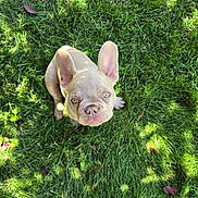 Radar joined the competition — help win amazing prizes! adorable, animal, canine, cute, dog, ears, eyes, french_bulldog, grass, greenery, looking_up, mammal, nature, outdoor, pet, puppy, small, summer, sunlight, young
