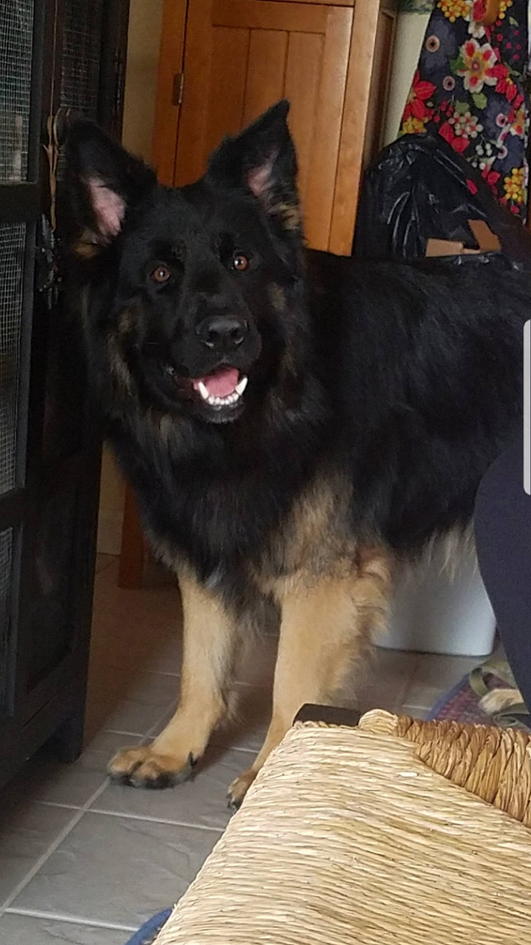 Dalton is registered to the contest to win money with this photo: ancient_dog_breeds, canidae, canis, carnivore, companion_dog, dog, dog_breed, east_european_shepherd, flooring, fur, german_shepherd_dog, guard_dog, herding_dog, king_shepherd, non_sporting_group, snout, sporting_group, wood, working_animal, working_dog