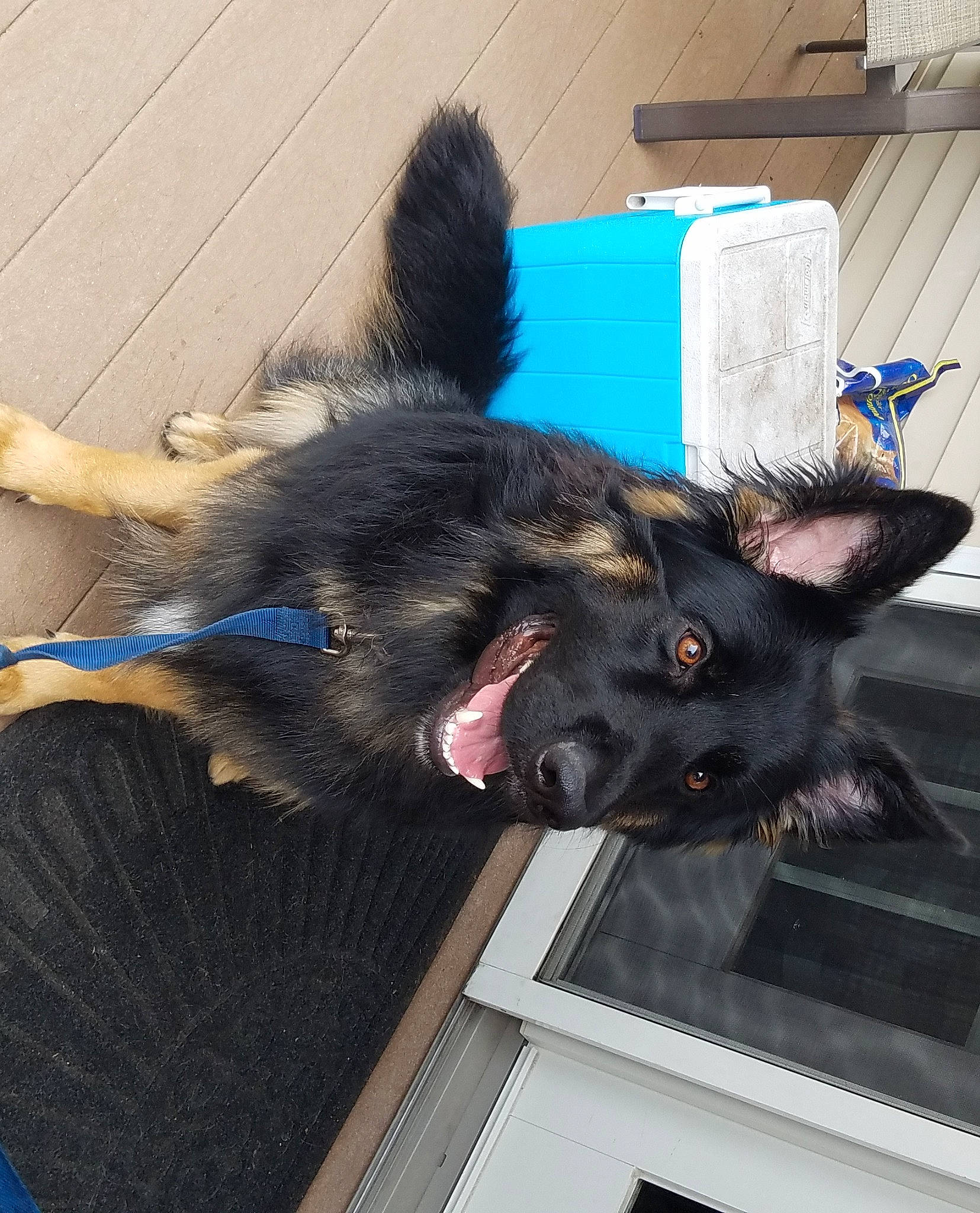 Dalton joined the competition — help win amazing prizes! canidae, carnivore, claw, collar, companion_dog, dog, dog_breed, electric_blue, felidae, fur, mammal, paw, small_to_medium_sized_cats, sporting_group, tail, window, working_animal