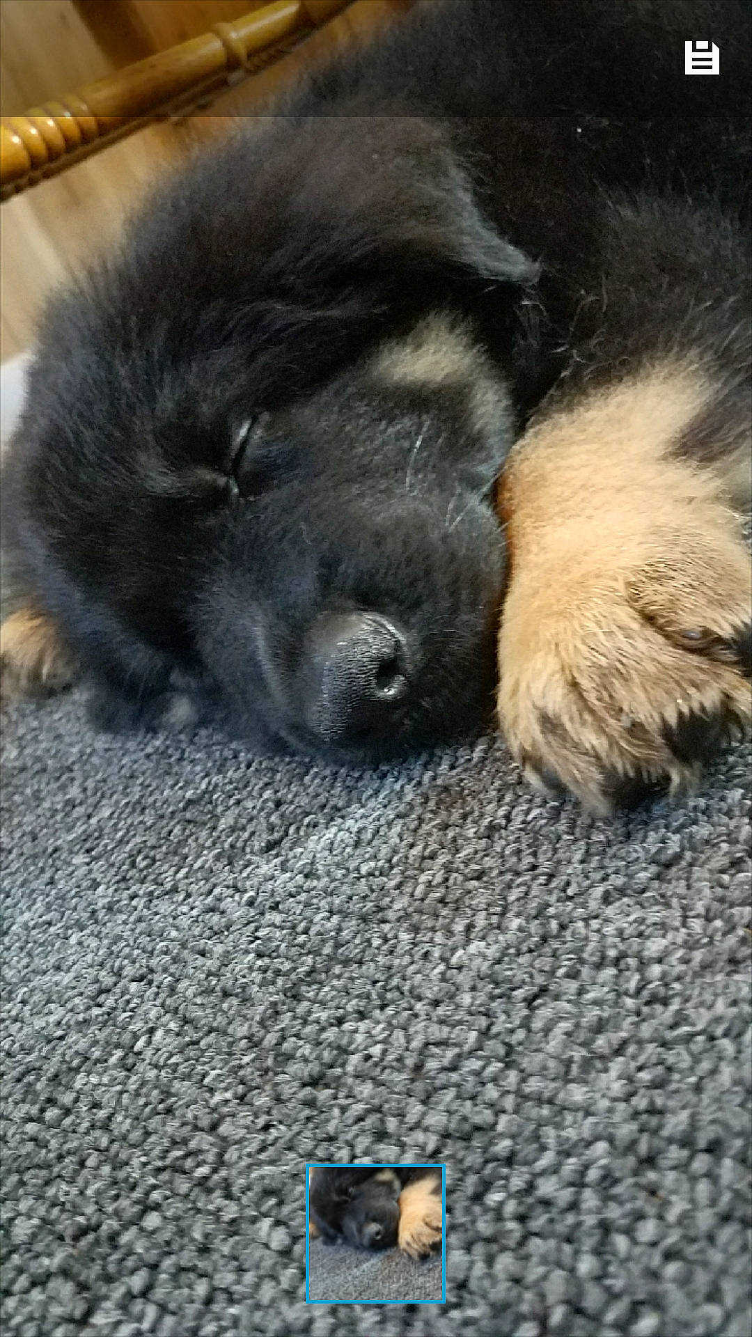 Dalton is registered to the contest to win money with this photo: canidae, carnivore, claw, comfort, companion_dog, dog, dog_breed, electric_blue, flooring, foot, fur, natural_material, paw, road_surface, soil, sporting_group, tail, terrestrial_animal, whiskers, working_animal