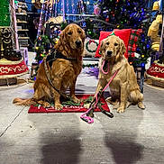 Maya And Cash joined the competition — help win amazing prizes! dog, golden_retriever, holiday, christmas_tree, christmas_lights, leash, bench, pillow, decorations, festive, outdoor, night, concrete_floor, pet, canine, animal, holiday_decor, christmas, two_dogs, cute