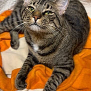 Phoenix is registered to the contest to win money with this photo: cat, tabby, pet, animal, feline, green_eyes, whiskers, paws, fur, striped, blanket, orange, white, cozy, indoor, relaxed, cute, closeup, resting, domestic_cat