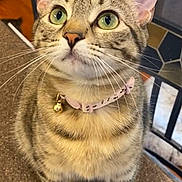 Jelly is registered to the contest to win money with this photo: cat, tabby, green_eyes, collar, bell, pet, indoor, fur, whiskers, curious, sitting, close_up, domestic_animal, animal, feline, ears, face, looking_up, texture, chair