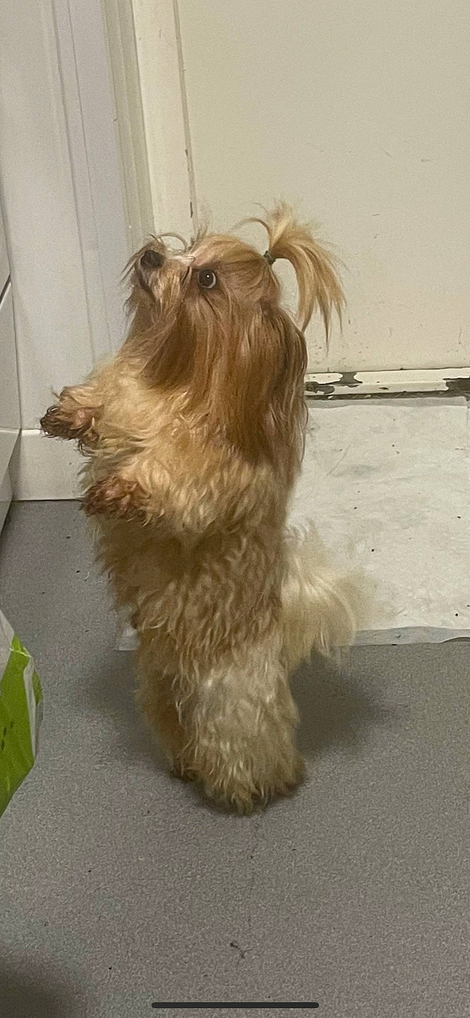 Tiny is registered to the contest to win money with this photo: biewer_terrier, canidae, carnivore, companion_dog, dog, dog_breed, dog_supply, flooring, fur, liver, maltepoo, non_sporting_group, small_terrier, snout, sporting_group, tail, terrier, toy_dog, yorkipoo