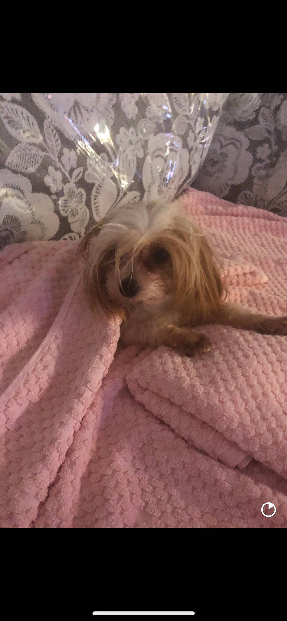 Tiny is registered to the contest to win money with this photo: bed, bedding, bedroom, canidae, carnivore, comfort, companion_dog, dog, dog_breed, fawn, felidae, fur, linens, liver, small_to_medium_sized_cats, snout, toy_dog, whiskers, wood, working_animal