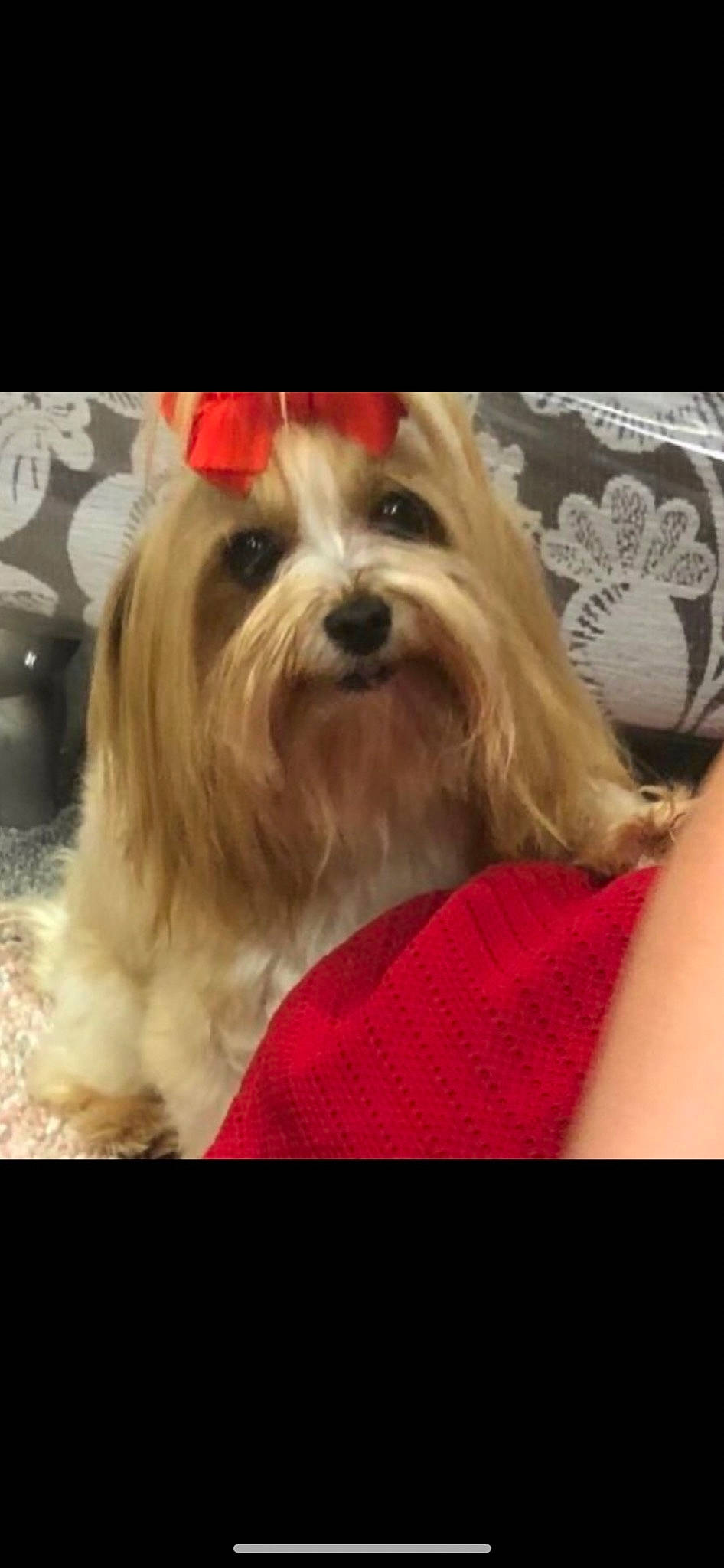 Tiny joined the competition — help win amazing prizes! blond, canidae, carnivore, christmas, companion_dog, dog, dog_breed, dog_supply, fur, happy, liver, maltepoo, puppy_love, recipe, small_terrier, snout, sporting_group, terrier, toy_dog, working_animal