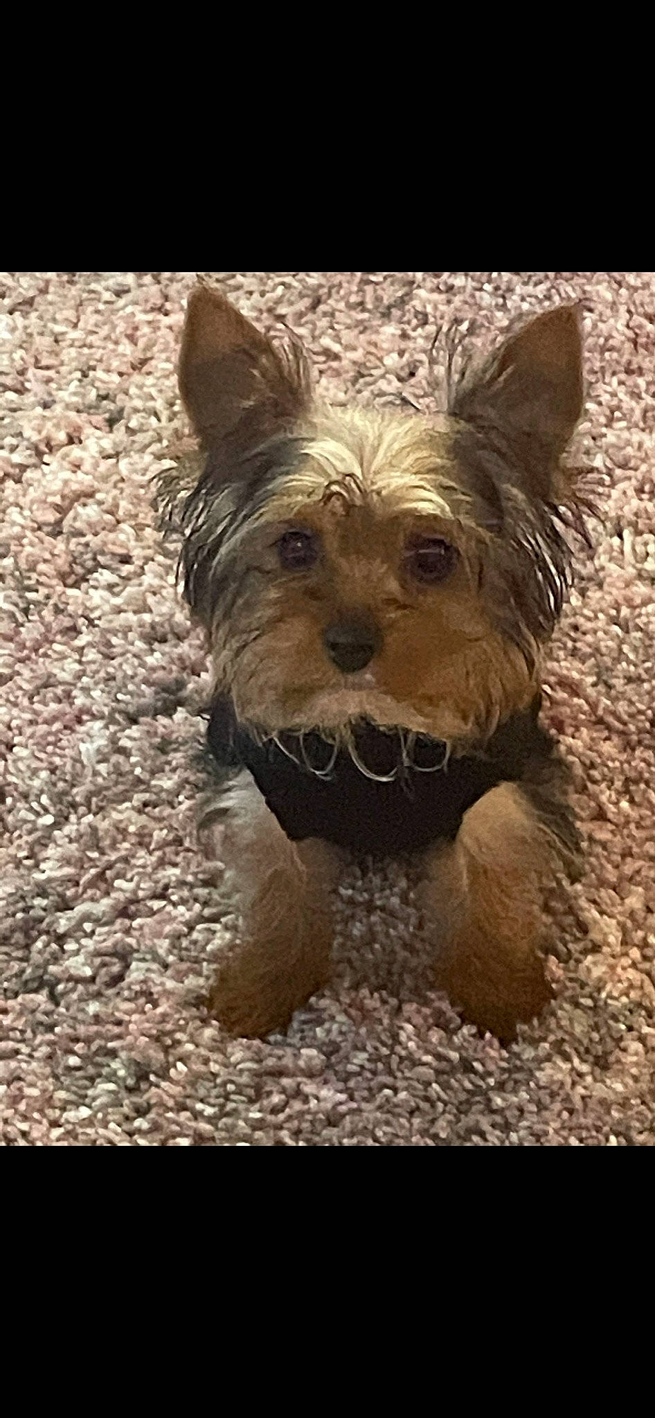 Gismo is registered to the contest to win money with this photo: art, biewer_terrier, canidae, carnivore, companion_dog, dog, dog_breed, dog_supply, fawn, fur, liver, puppy, small_terrier, snout, sporting_group, terrestrial_animal, terrier, toy_dog, working_animal, yorkshire_terrier