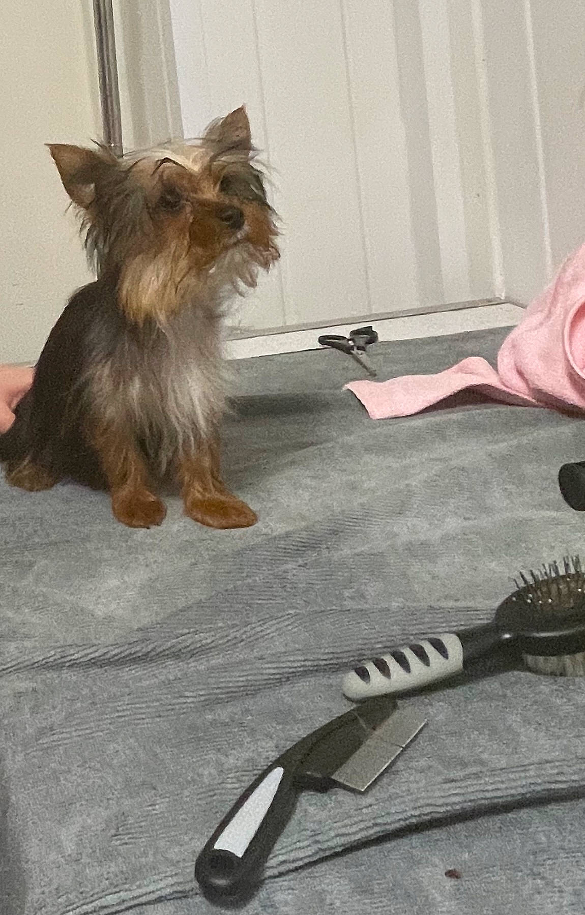 Gismo is registered to the contest to win money with this photo: audio_equipment, cable, canidae, carnivore, companion_dog, dog, dog_breed, dog_supply, fashion_accessory, fawn, fur, liver, microphone, small_terrier, snout, sporting_group, tail, terrier, toy_dog, yorkshire_terrier