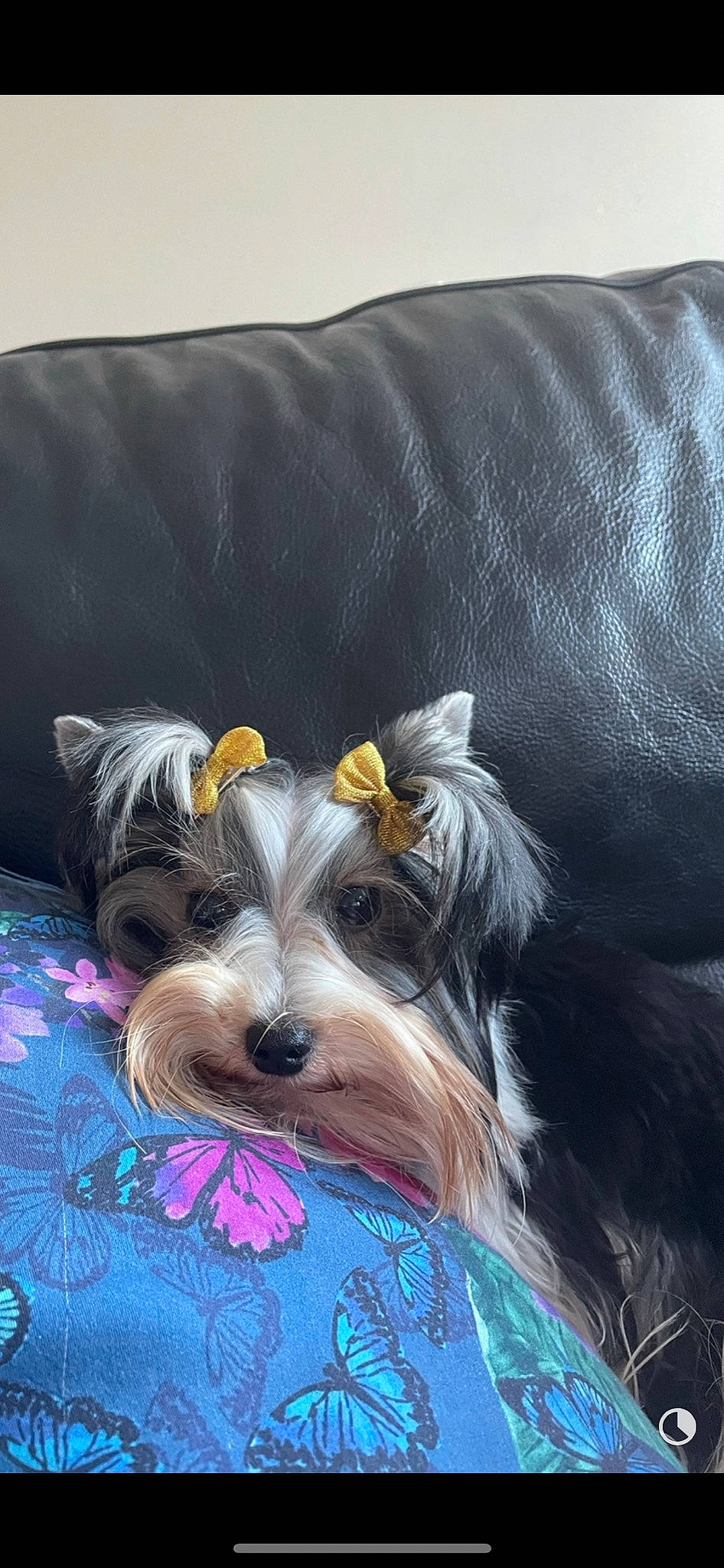 Lady joined the competition — help win amazing prizes! biewer_terrier, canidae, carnivore, comfort, companion_dog, dog, dog_breed, dog_supply, fawn, grey, linens, liver, schnauzer, small_terrier, snout, sporting_group, standard_schnauzer, terrier, toy_dog, working_animal