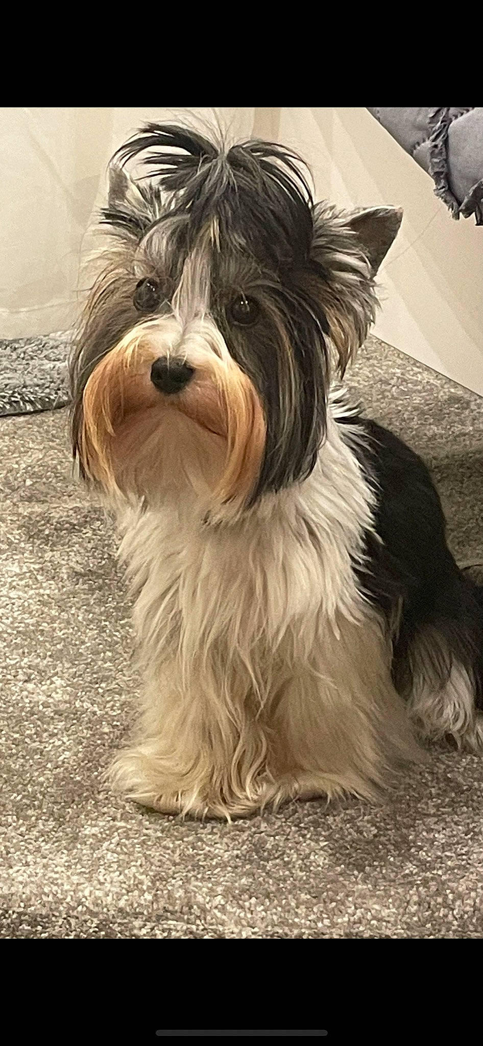 Lady joined the competition — help win amazing prizes! art, biewer_terrier, canidae, carnivore, companion_dog, dog, dog_breed, fur, liver, maltepoo, non_sporting_group, romanian_mioritic_shepherd_dog, schapendoes, small_terrier, snout, sporting_group, terrier, toy_dog, water_dog, working_animal