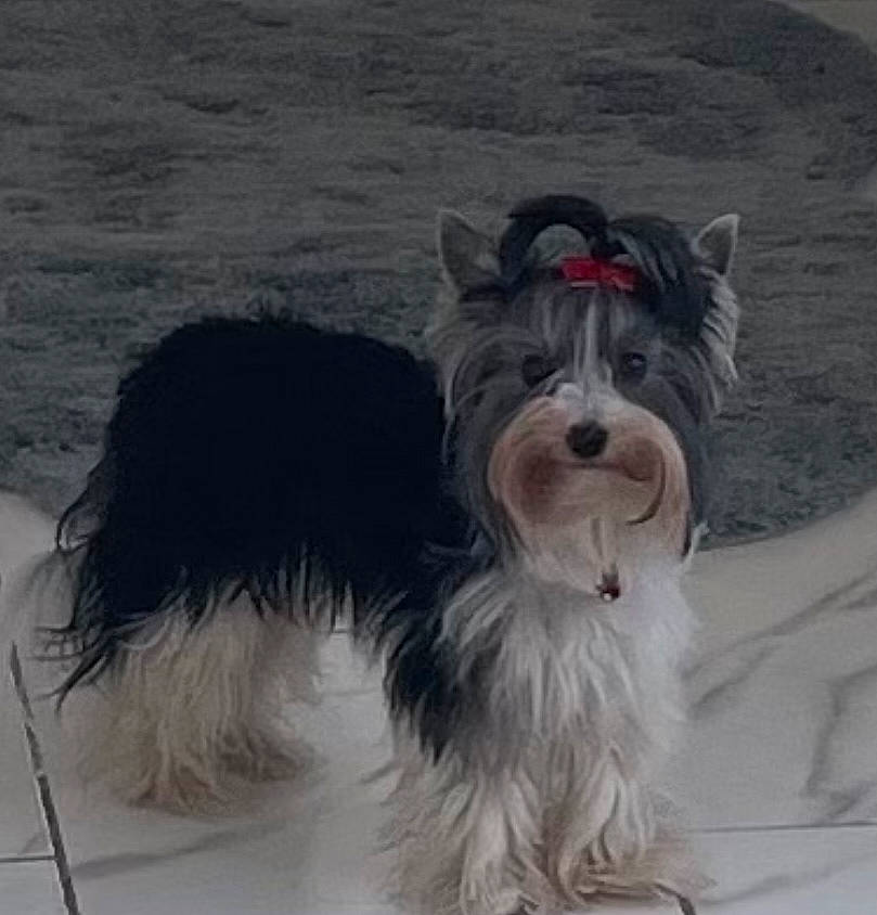 Lady is registered to the contest to win money with this photo: biewer_terrier, canidae, carnivore, companion_dog, dog, dog_breed, dog_supply, fur, schnauzer, small_terrier, snout, sporting_group, standard_schnauzer, tail, terrier, toy_dog, working_animal, working_dog