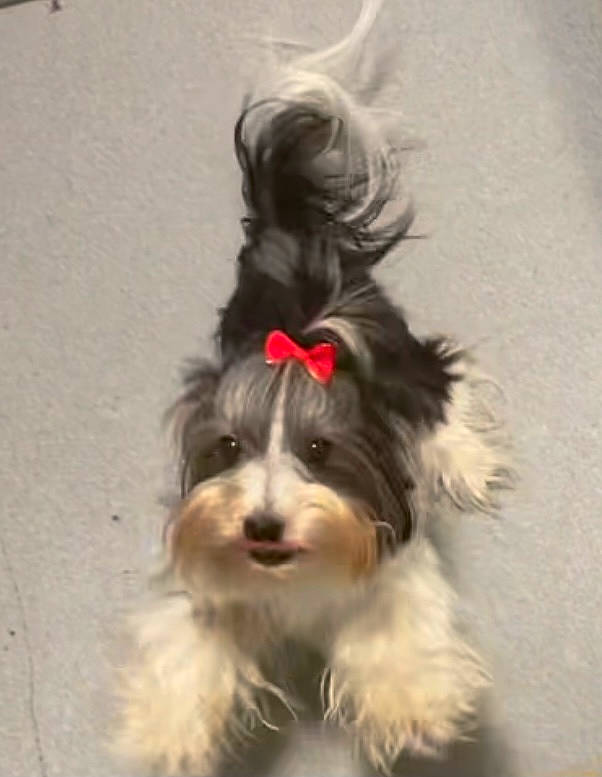 Lady is registered to the contest to win money with this photo: biewer_terrier, canidae, carnivore, companion_dog, corn_on_the_cob, dog, dog_breed, dog_supply, fur, liver, maltepoo, schnauzer, small_terrier, snout, sporting_group, terrier, toy_dog, water_dog, working_animal, working_dog