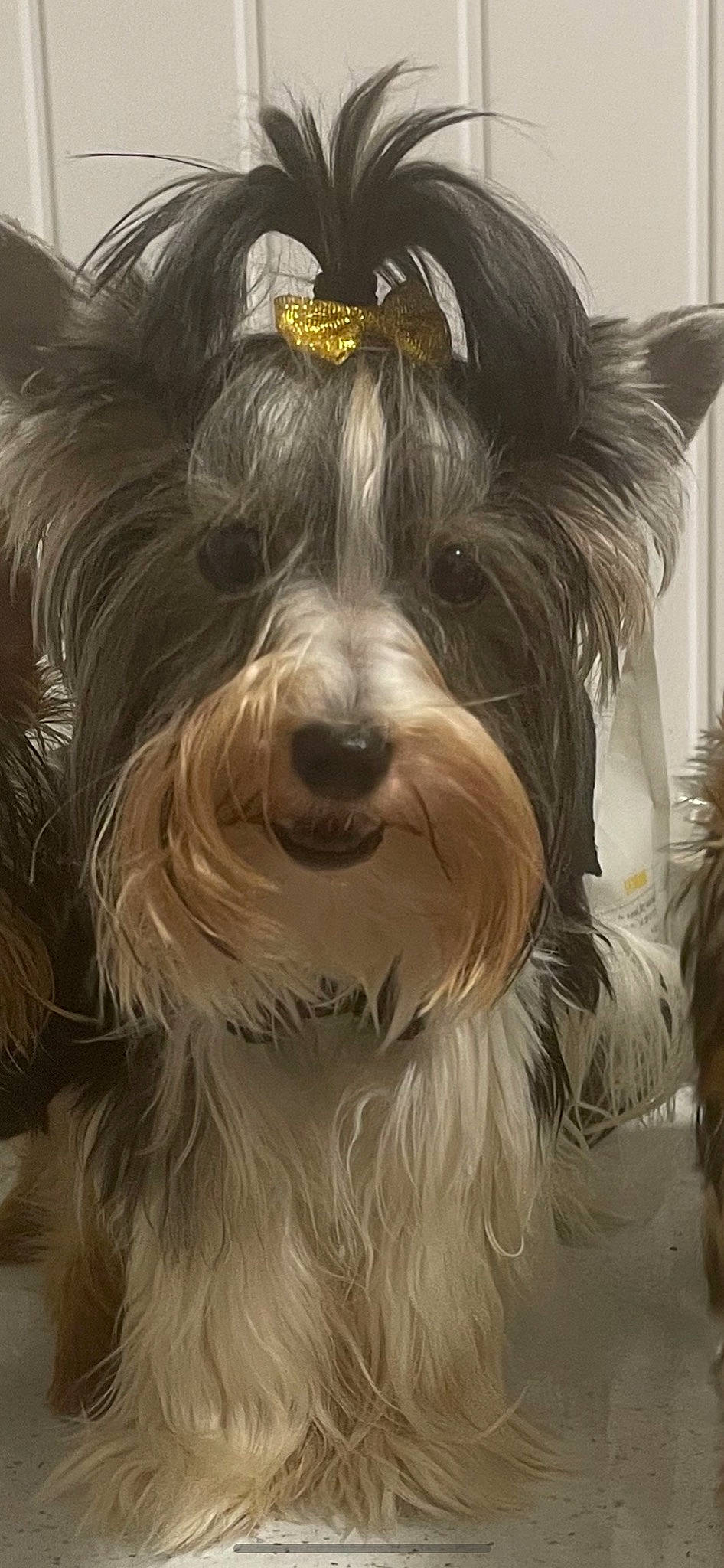 Lady is registered to the contest to win money with this photo: biewer_terrier, canidae, carnivore, companion_dog, dog, dog_breed, fang, fictional_character, fur, head, liver, mammal, small_terrier, snout, sporting_group, terrier, toy_dog, water_dog, whiskers, working_animal