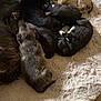 puppies, sleeping, dog, newborn, cuddle, fluffy_rug, brown, black, tan, brindle, cute, animal, pet, indoor, floor, tile, resting, young, group, fur
