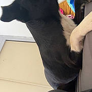 Zénith participe au concours pour gagner de l'argent avec cette photo : dog, black_and_white, couch, indoor, pet, looking_up, ears, fur, paw, person, sock, leg, pillow, blanket, wall, home, furniture, resting, curious, companion