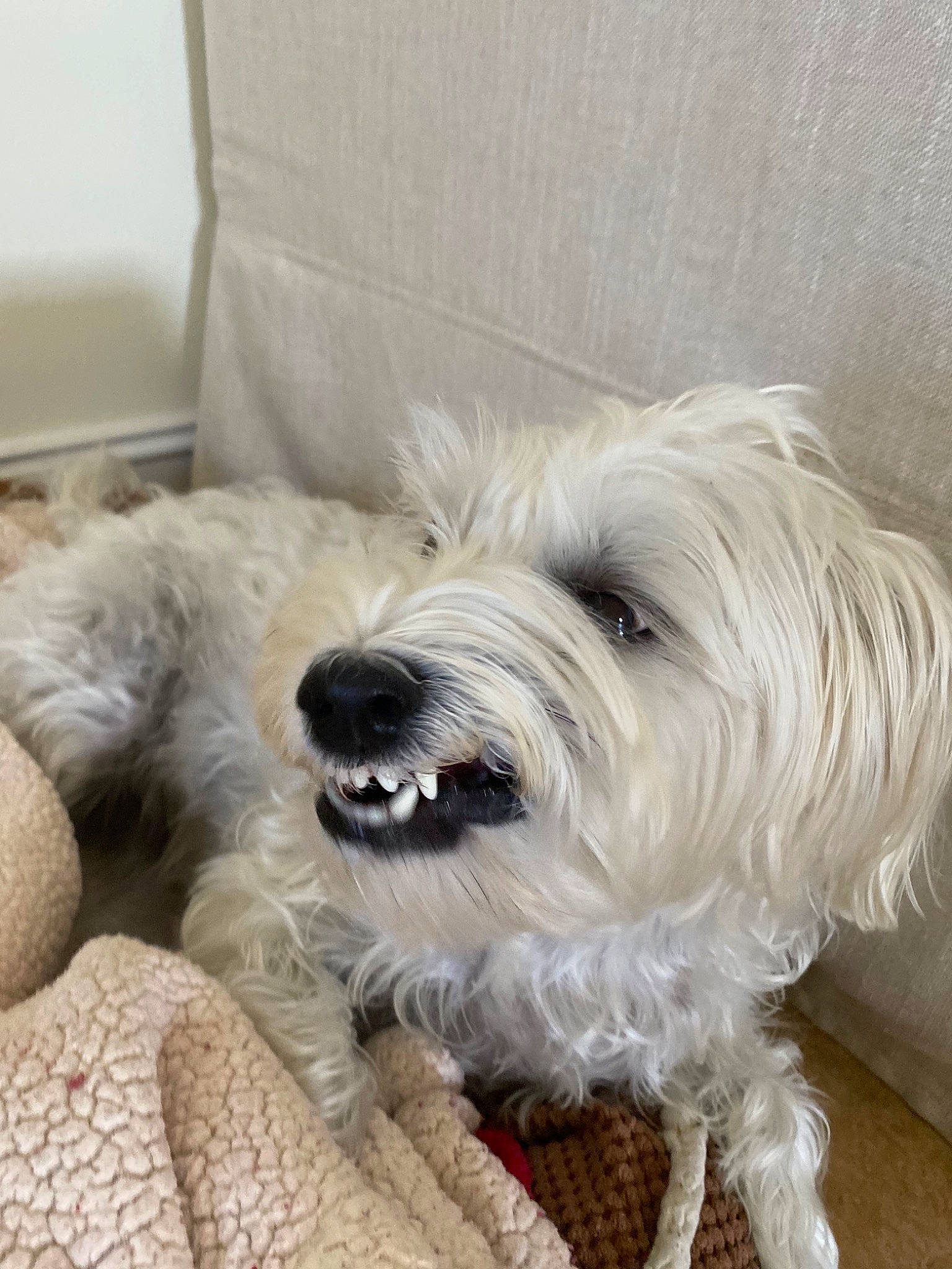 Sugar is registered to the contest to win money with this photo: canidae, carnivore, companion_dog, dog, dog_breed, glen_of_imaal_terrier, irish_soft_coated_wheaten_terrier, mammal, miniature_schnauzer, rare_breed_dog, sapsali, schnoodle, sealyham_terrier, small_terrier, snout, sporting_group, terrier, tibetan_terrier, vertebrate, west_highland_white_terrier